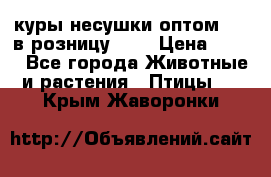 куры несушки.оптом 160 в розницу 200 › Цена ­ 200 - Все города Животные и растения » Птицы   . Крым,Жаворонки